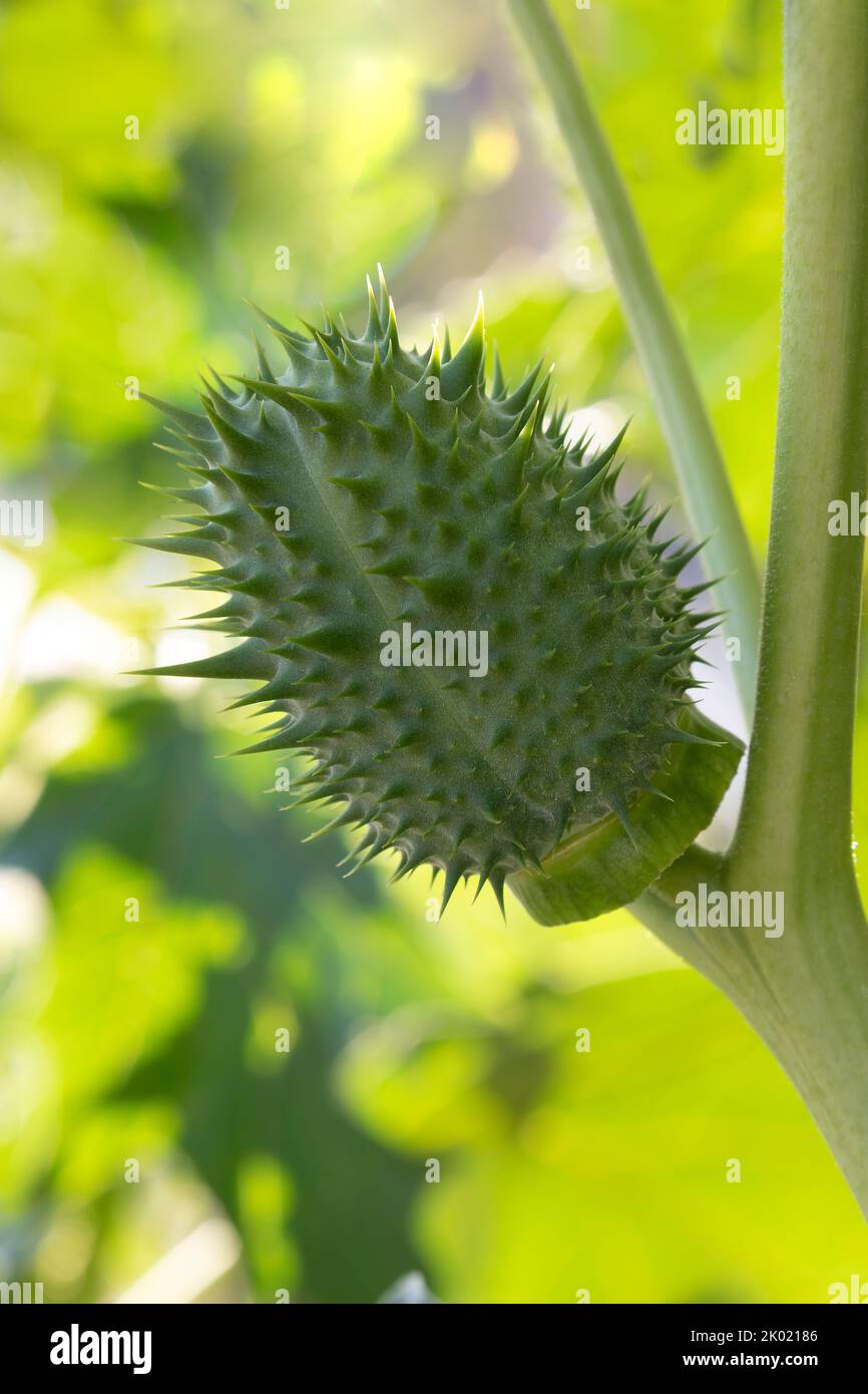 Immature green seed capsule of a poisonous thornapple plant close up Stock Photo