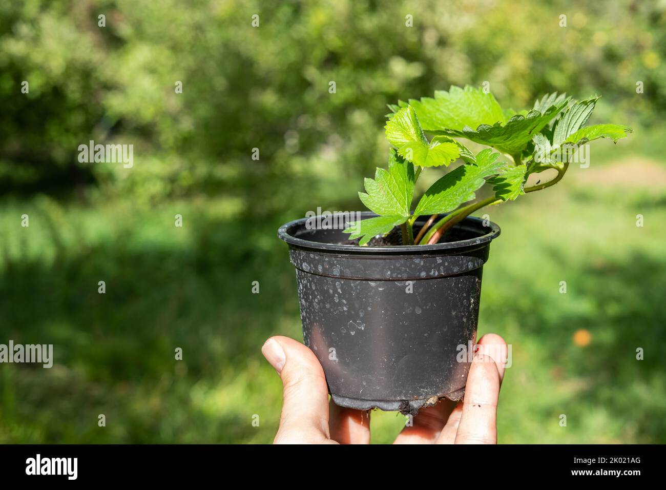 A strawberry seedling in a small pot ready for planting Stock Photo - Alamy