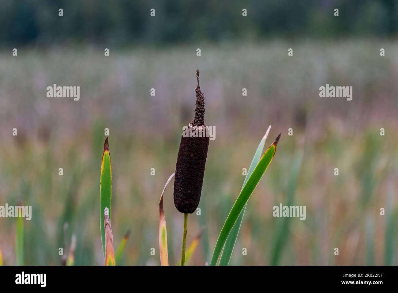 Close up of a Bulrush, aka. Cattail (Typha latifolia) in autumn Stock Photo