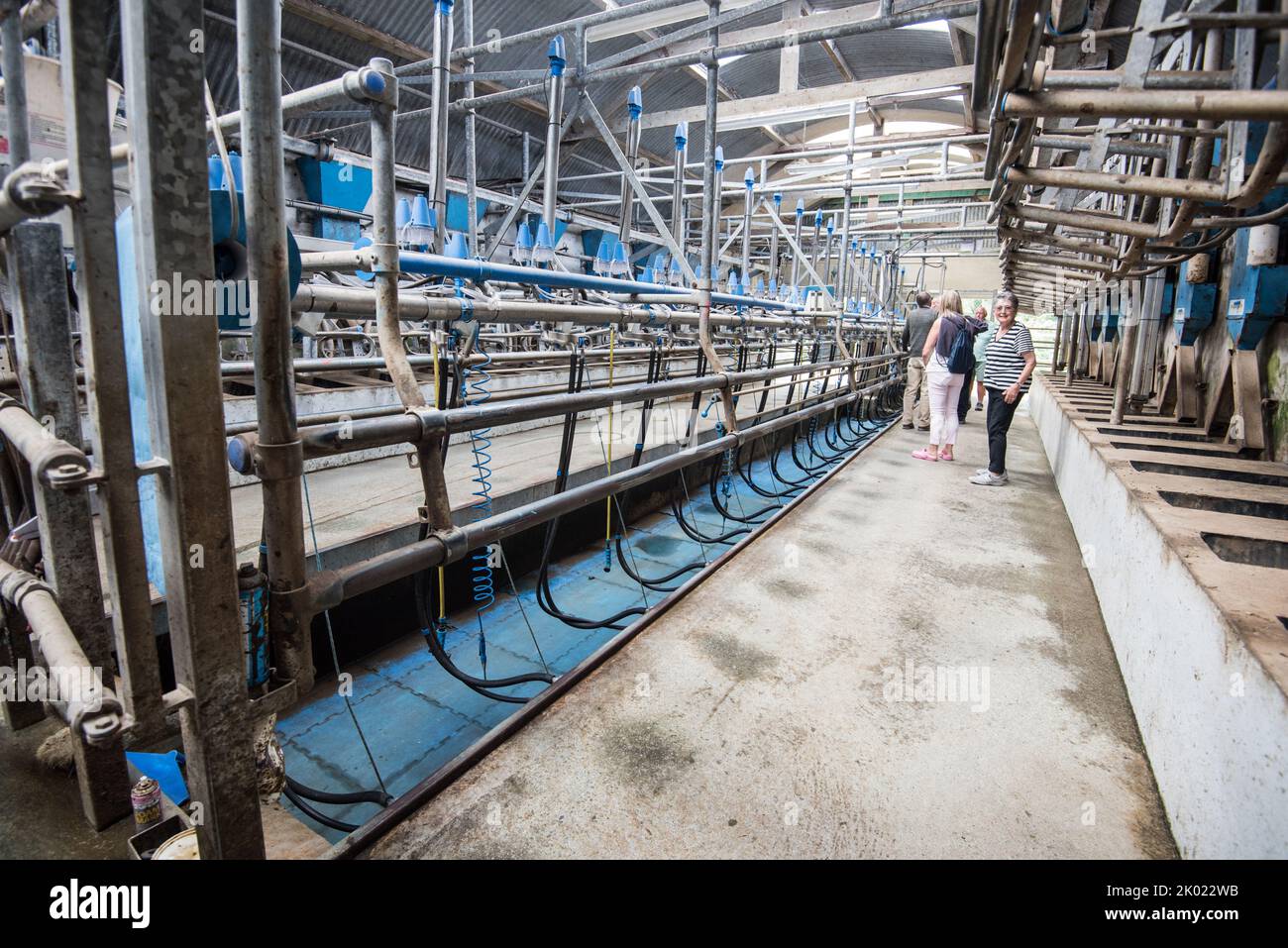 Inside the milking parlour on a Rosscarbery dairy farm tour, County
