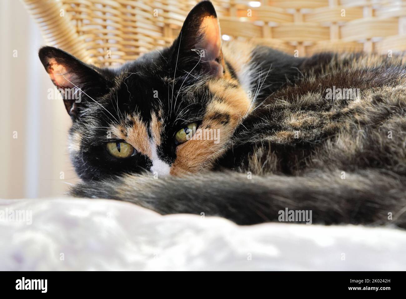 Close up of a tortoiseshell cat with green yellow eyes staring straight into the camera Stock Photo