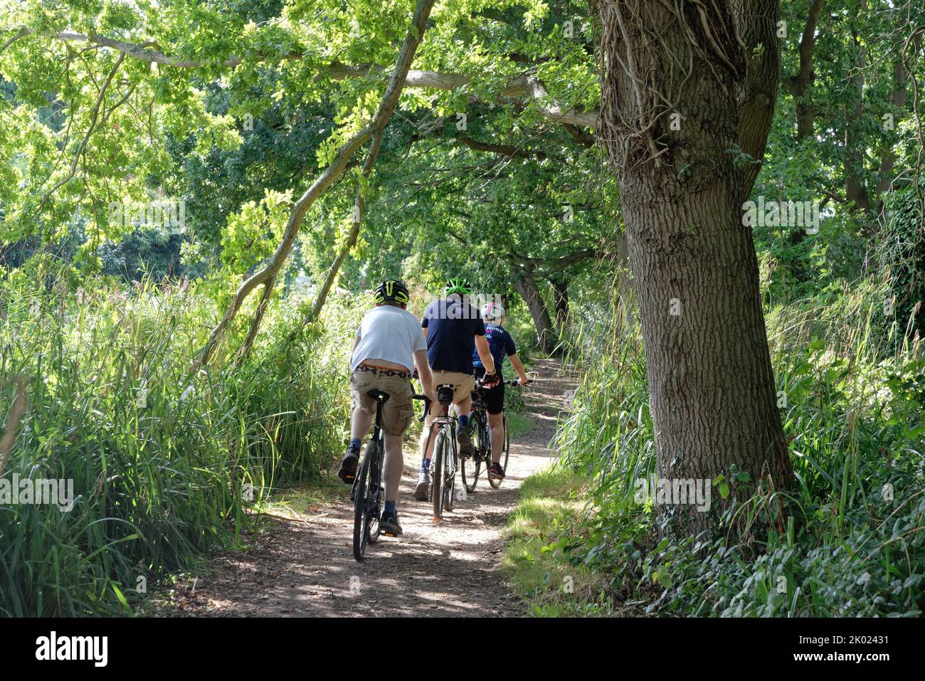 Three cyclists riding on the towpath near Papercourt lock on the River Wey navigation canal on a summers day, near Ripley Surrey England UK Stock Photo