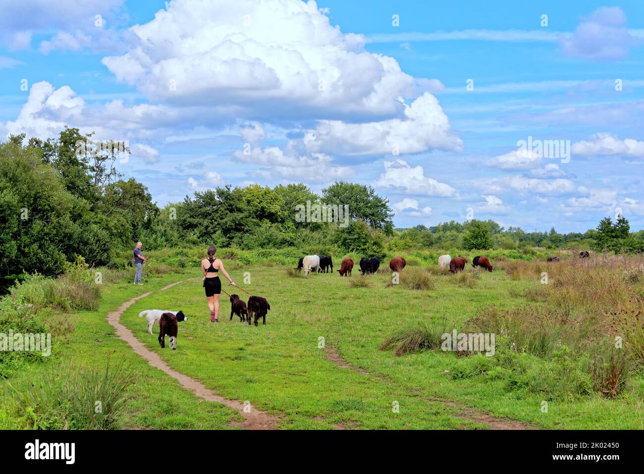 Two dog walkers with dogs passing closely by a herd of wary cows in the Surrey countryside near Ripley England UK Stock Photo
