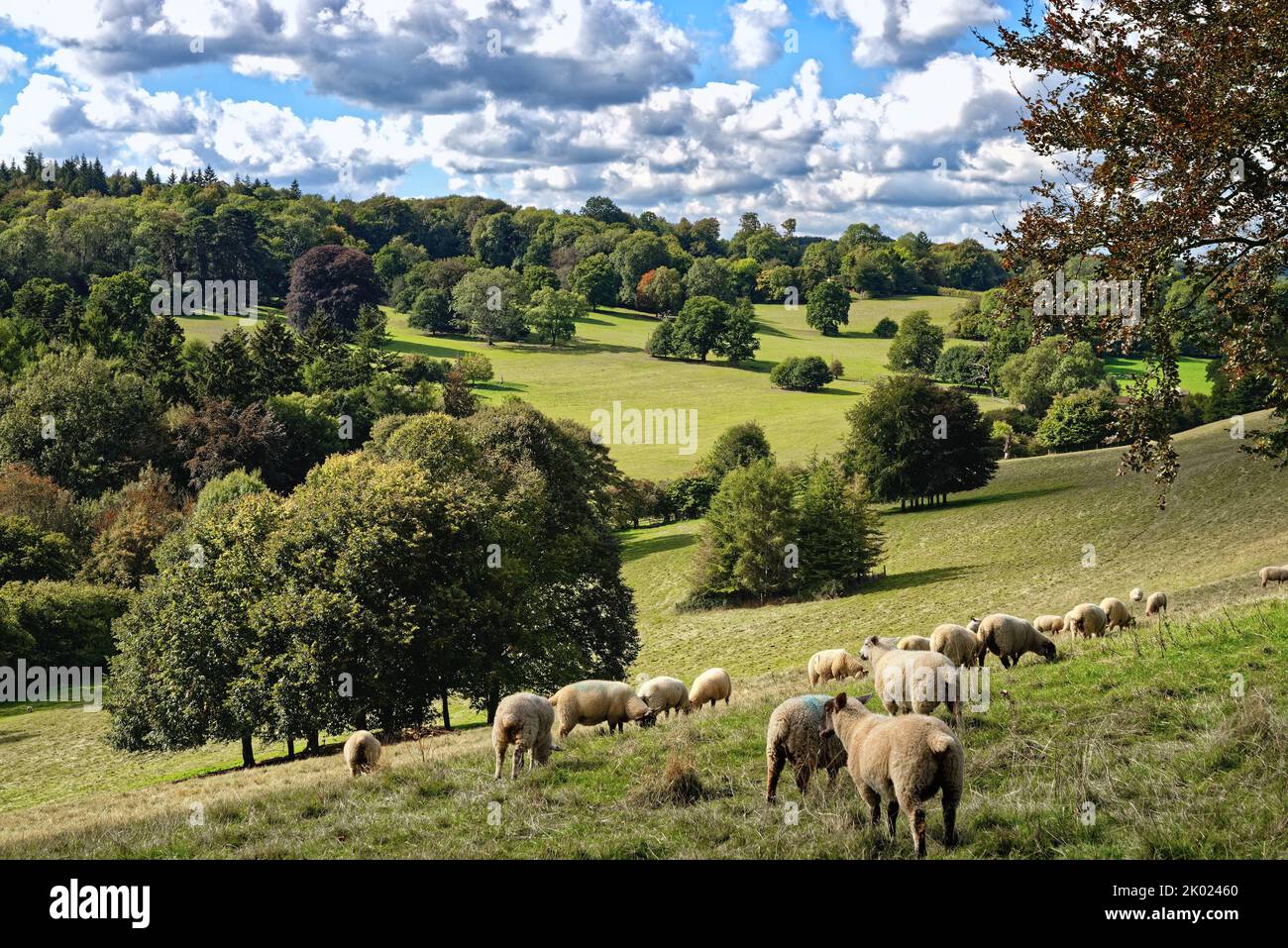 Sheep grazing in countryside at Ranmore Common on a late summers day in the Surrey Hills England UK Stock Photo