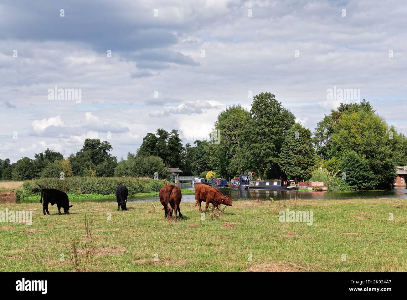 A tranquil countryside by the River Wey Navigation canal with cattle grazing in the foreground on a summers day Ripley Surrey England UK Stock Photo