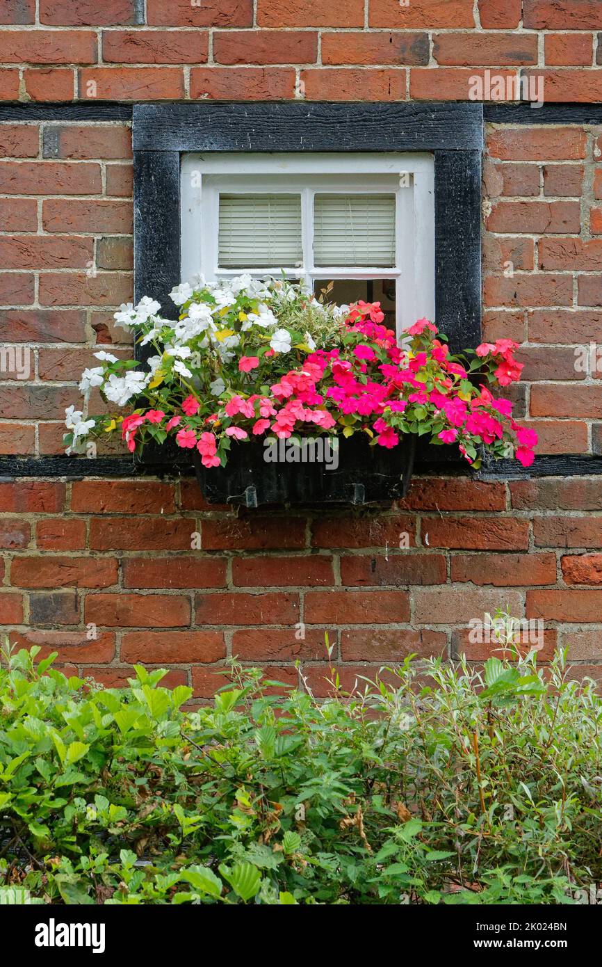 A window box against a timber wood frame and old red brick wall containing red and white flowering Impatiens, Busy Lizzies Stock Photo