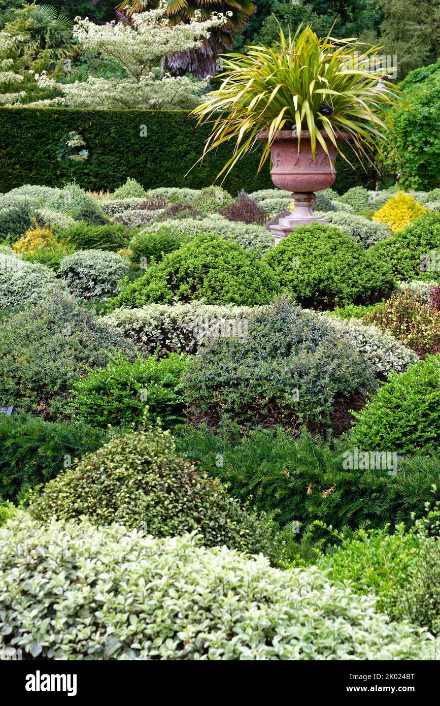 Mixed evergreen shrubs in the Parterre walled garden at The RHS gardens Wisley Surrey England UK Stock Photo