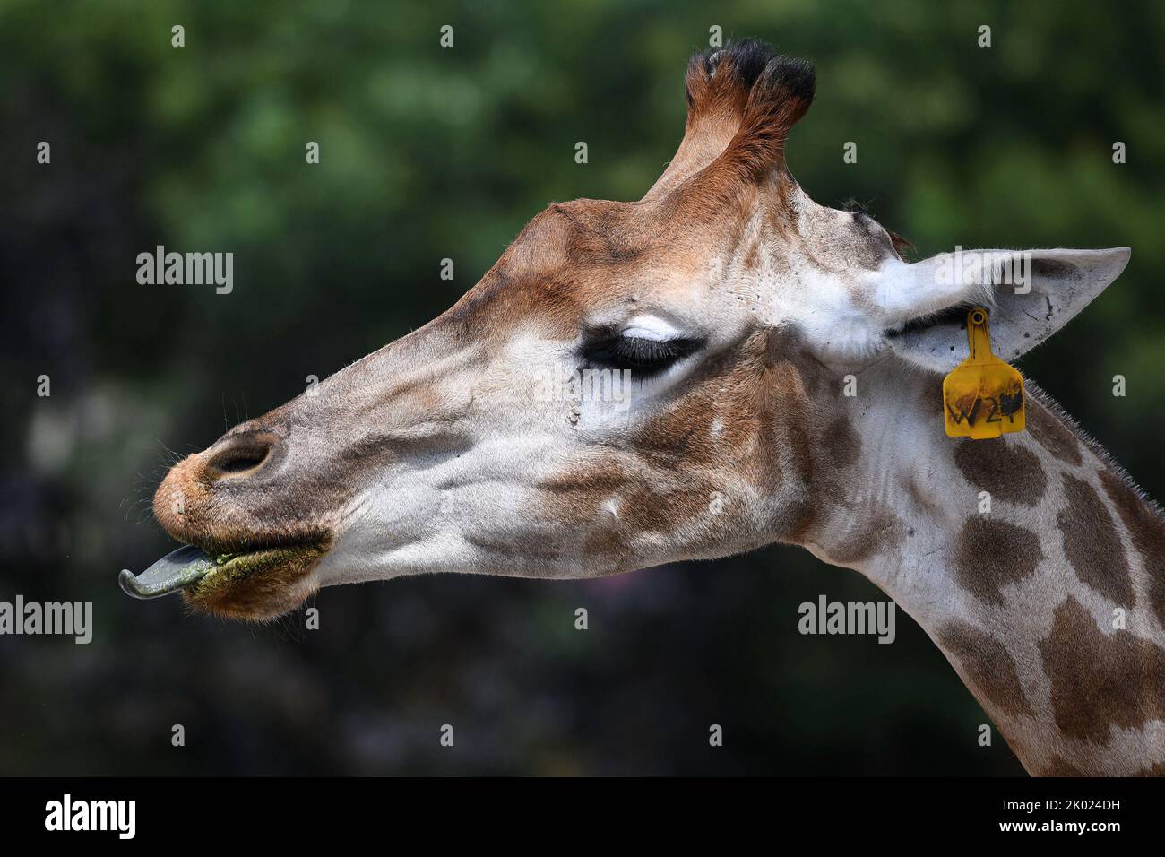 Giraffe Tongue Purple