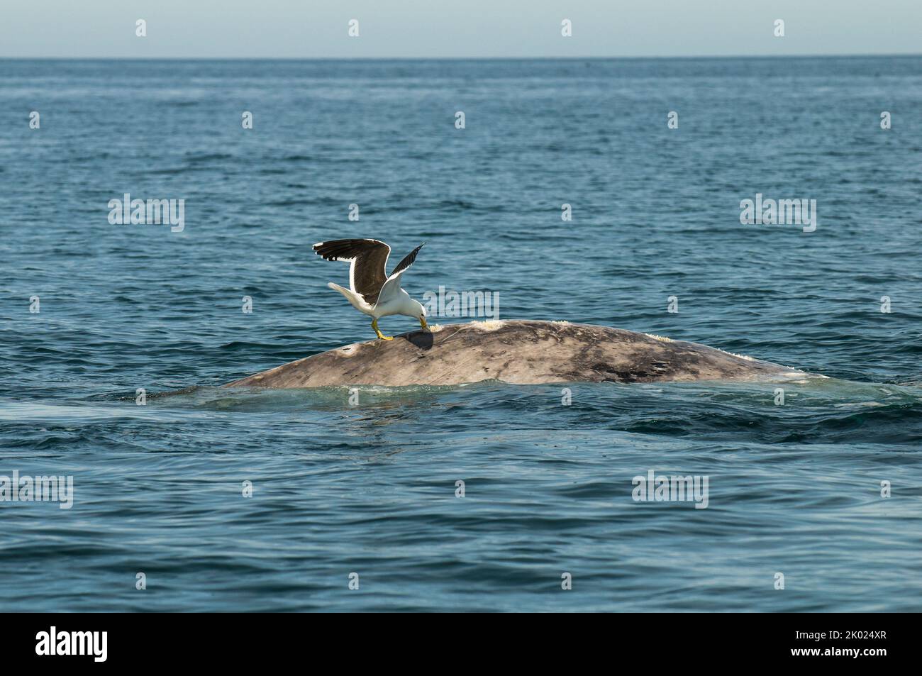 Right Whale jumping , Eubalaena Autralis, Glacialis, Patagonia , Peninsula Valdes, Patagonia, Argentina. Stock Photo