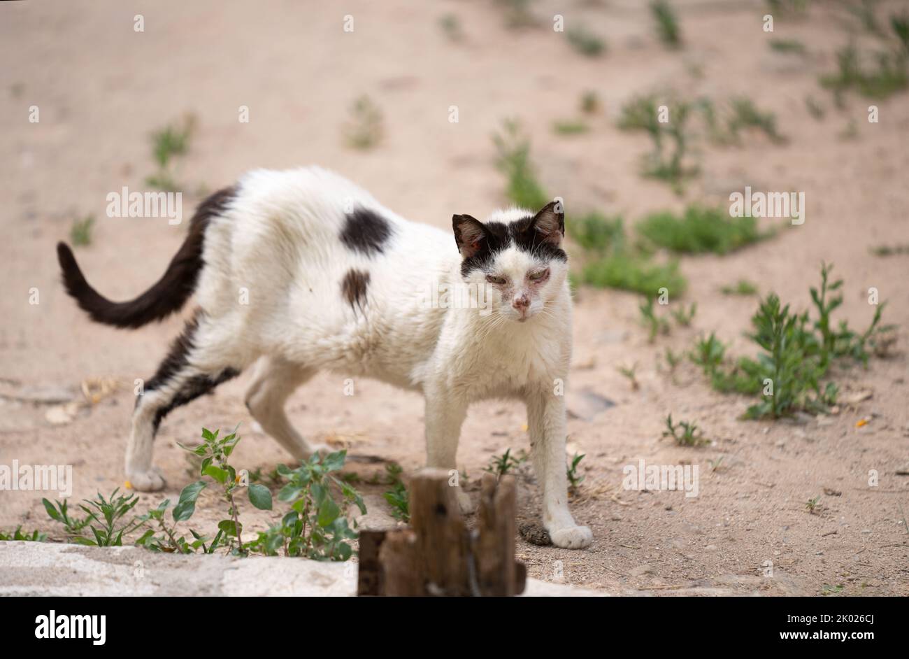 sick underweight stray cat in palma de mallorca, spain Stock Photo