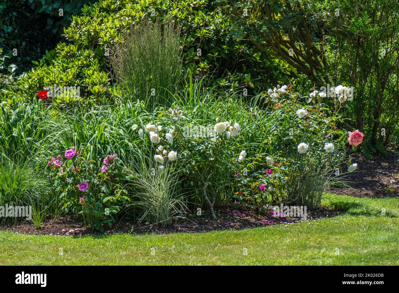 Island garden border of roses and ornamental grasses in a lawn. Stock Photo