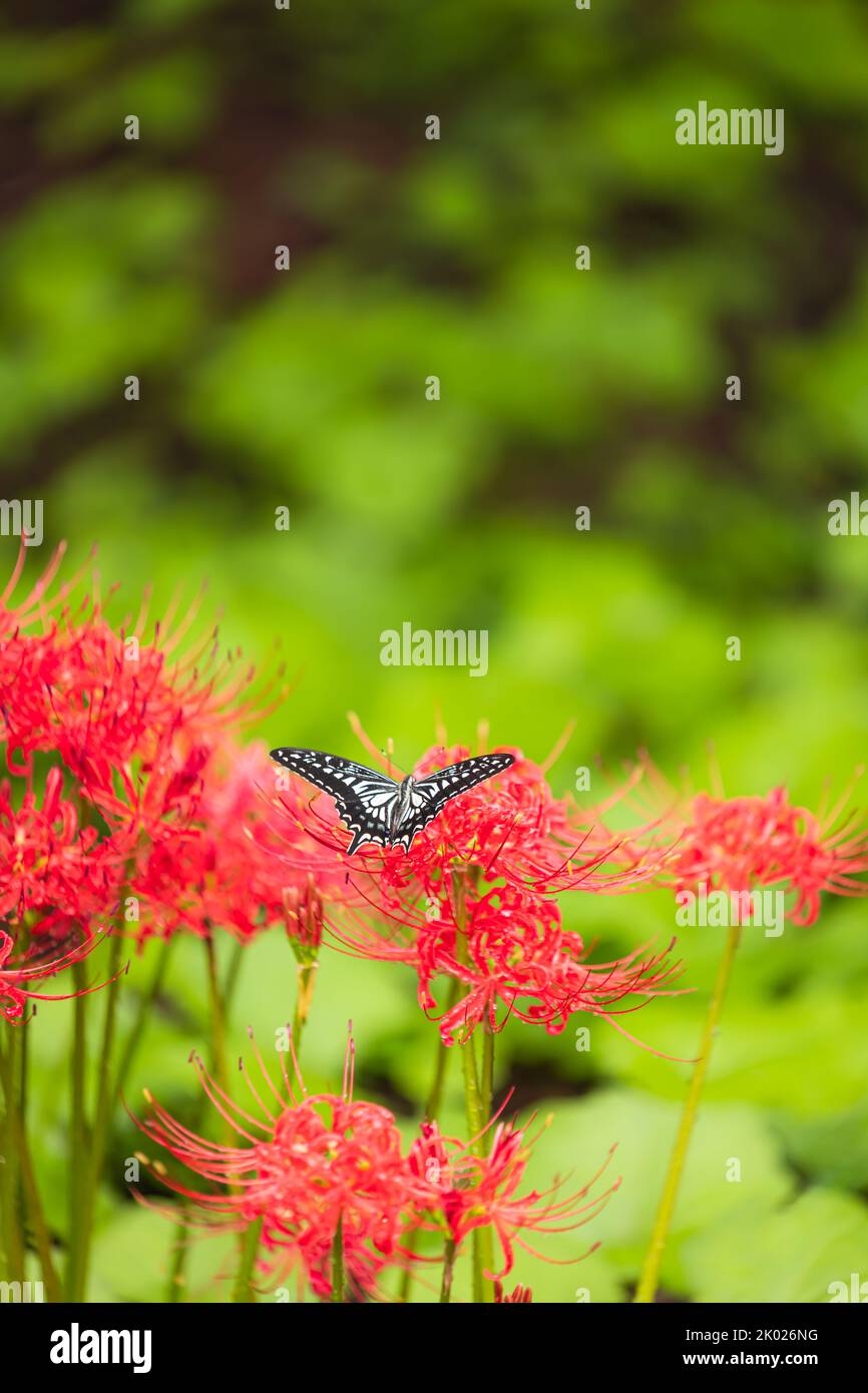 Butterfly On Red Spider Lily Flowers Stock Photo Alamy