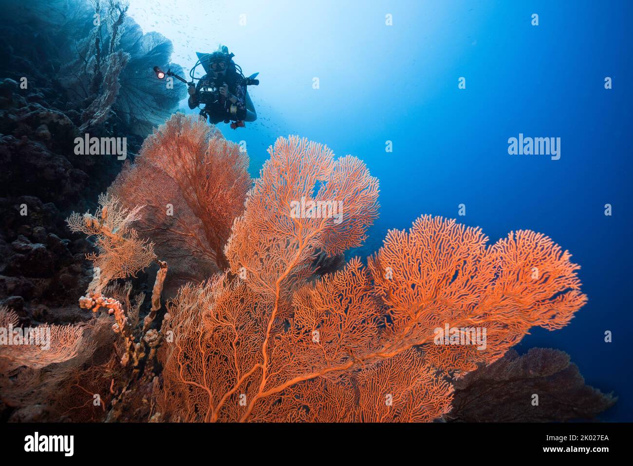 A Giant sea fan (Anella mollis) with a scuba diver in the background holding a camera Stock Photo