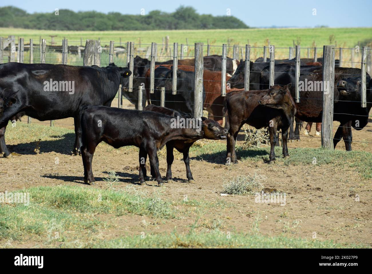 Cows raised with natural pastures, meat production in the Argentine ...