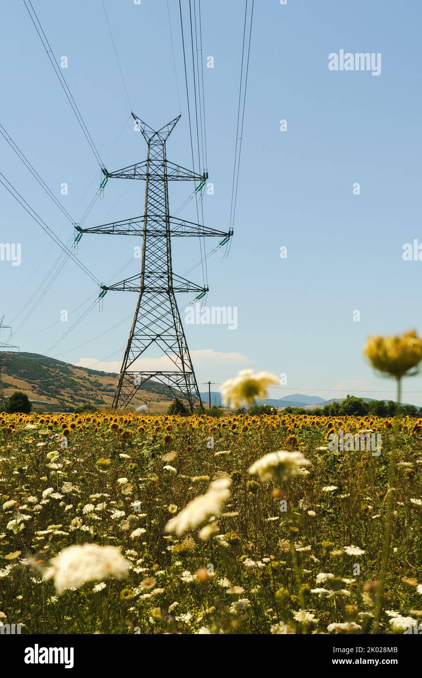 Field Of Sunflowers and power pole Stock Photo - Alamy