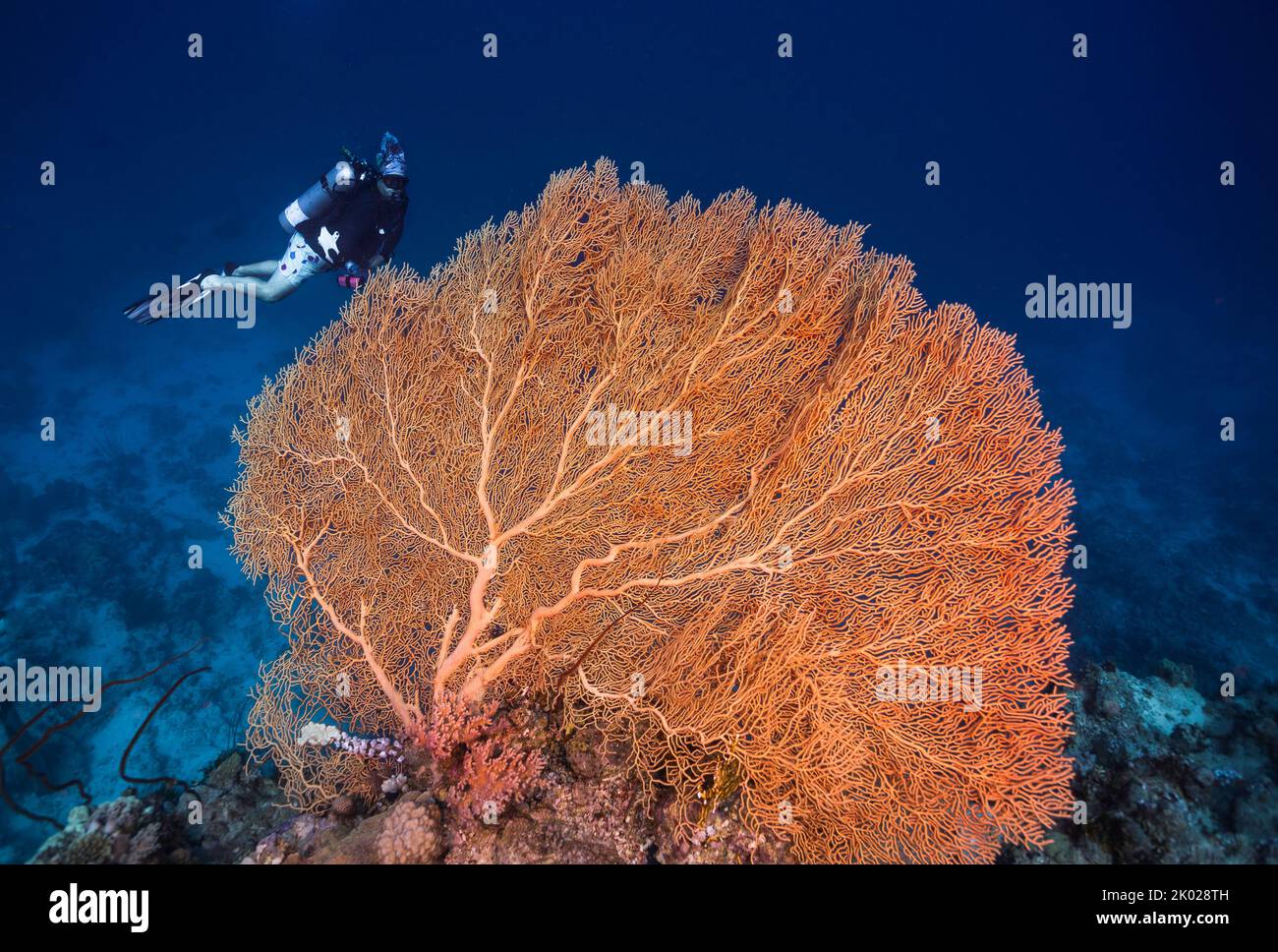 A large orange Giant sea fan (Anella mollis) growing in the deep with a scuba diver in the background Stock Photo