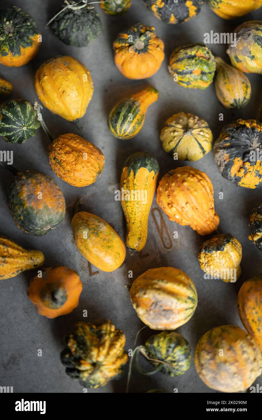 Background of mini decorative pumpkins spread out on the floor. Concept of autumn and halloween holidays Stock Photo