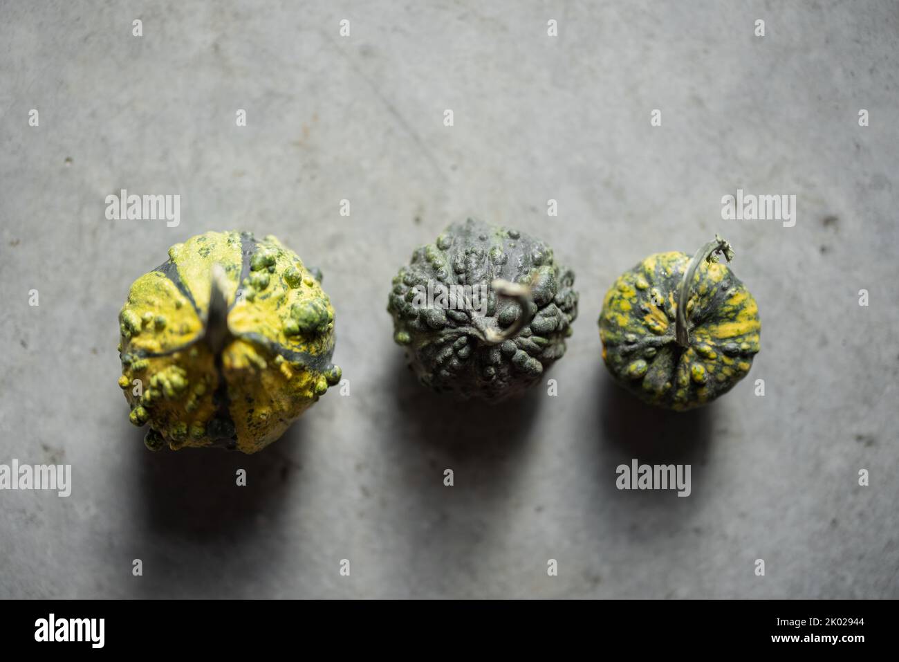 Three green mini decorative pumpkins on grey floor. Stock Photo