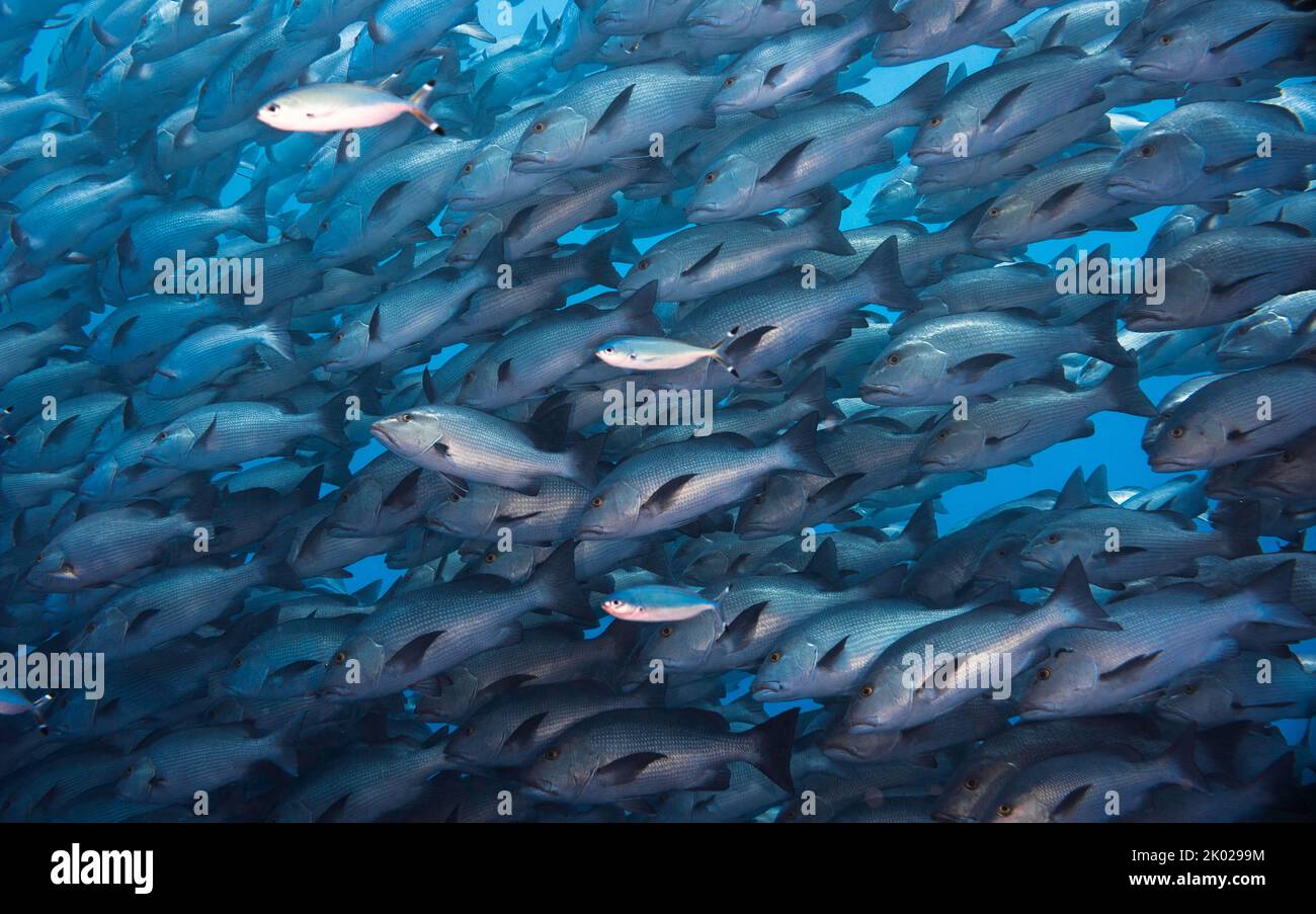 A large school of Twinspot snapper fish (Lutjanus bohar) filling the frame with a reddish grey body and darker fins Stock Photo