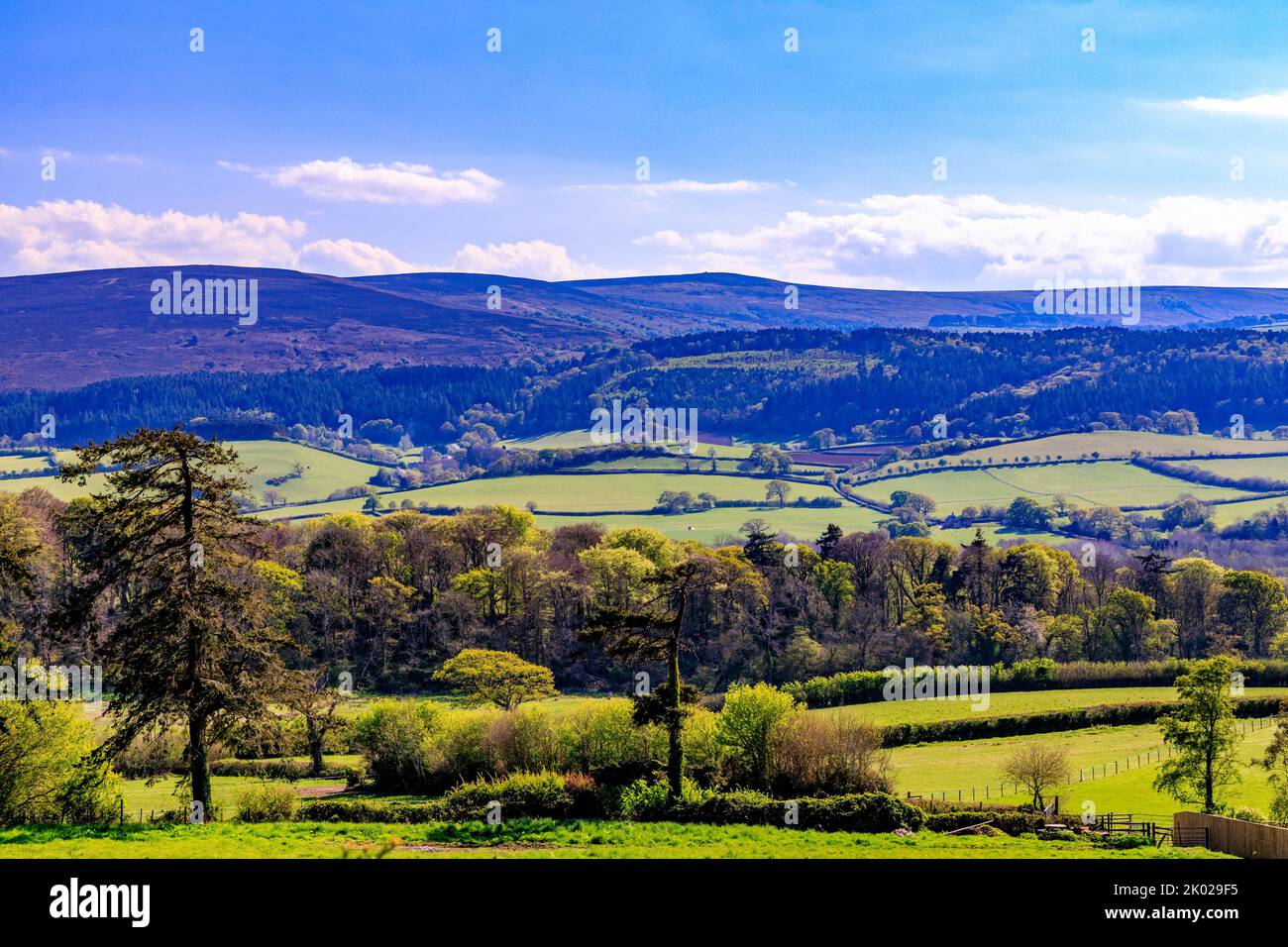 Looking from Selworthy on the Holnicote Estate towards Dunkery Beacon on Exmoor, Somerset, England, UK Stock Photo