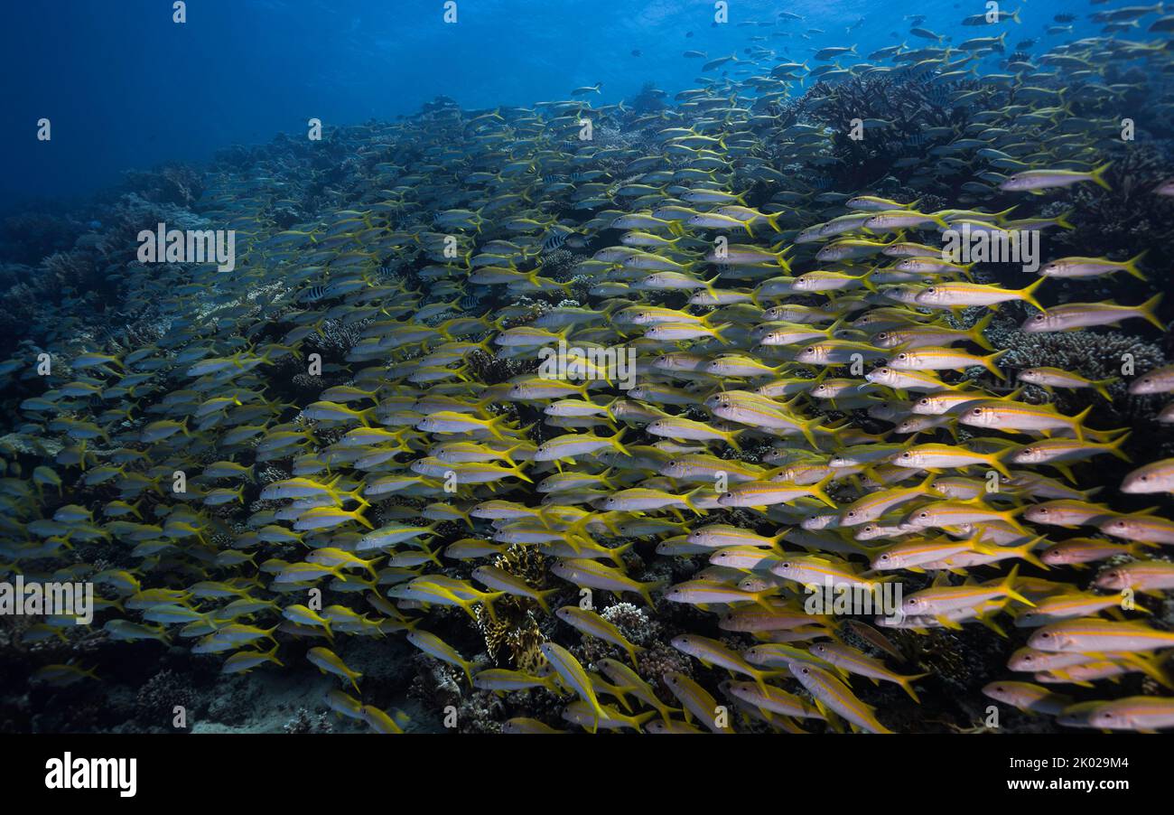 A large school of Yellowfin goatfish (Mulloidichthys vanicolensis) swimming together over the reef filling the frame Stock Photo
