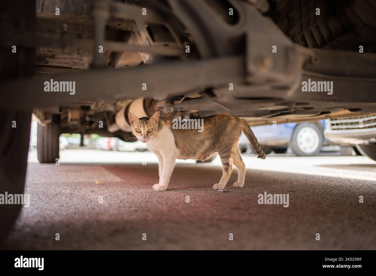 shy stray cat hiding under a car outdoors in mallorca, spain Stock