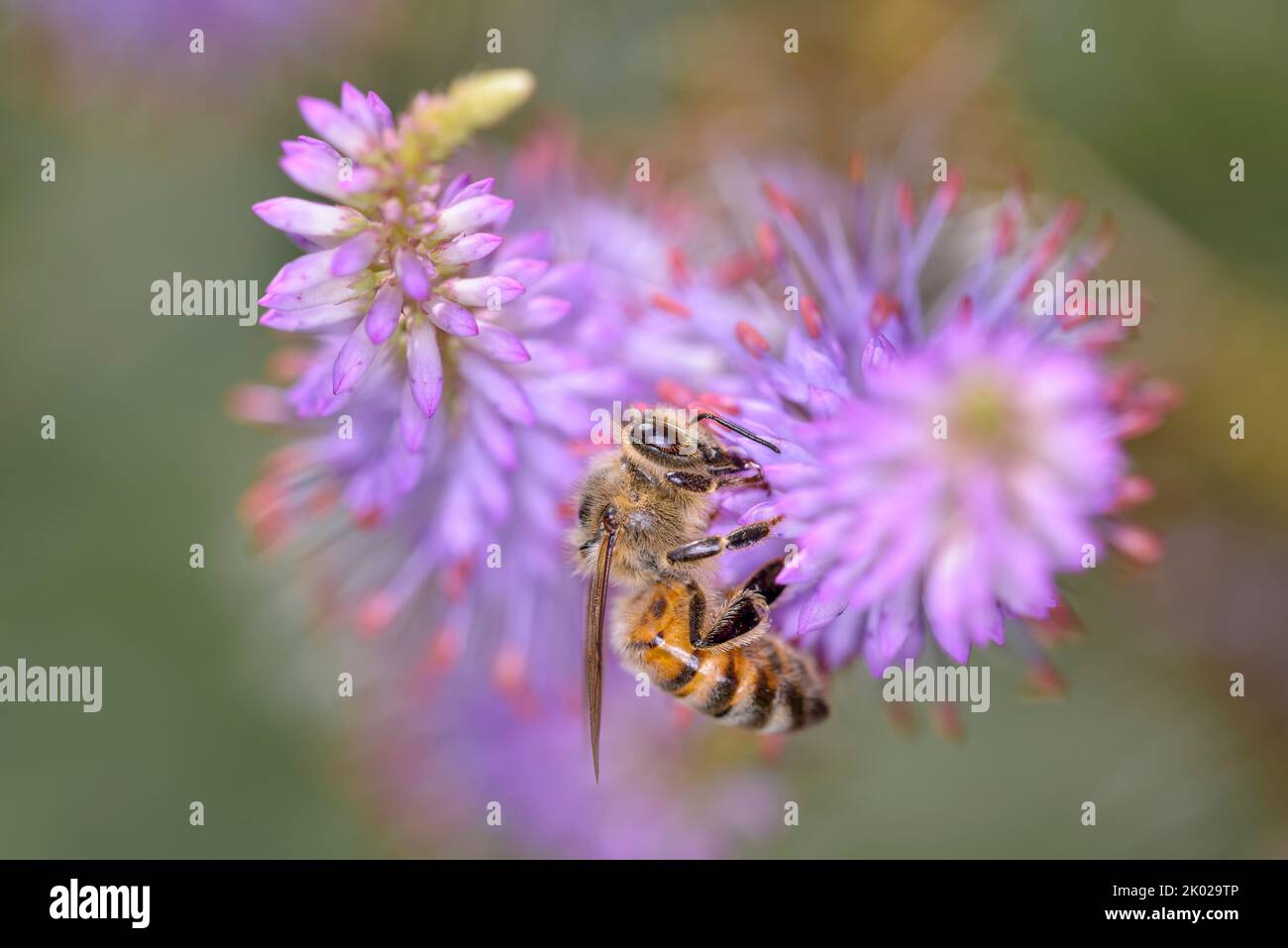Bee - Apis Mellifera - Pollinating A Flower Of Veronicastrum Virginicum - Candelabra Speedwell Stock Photo