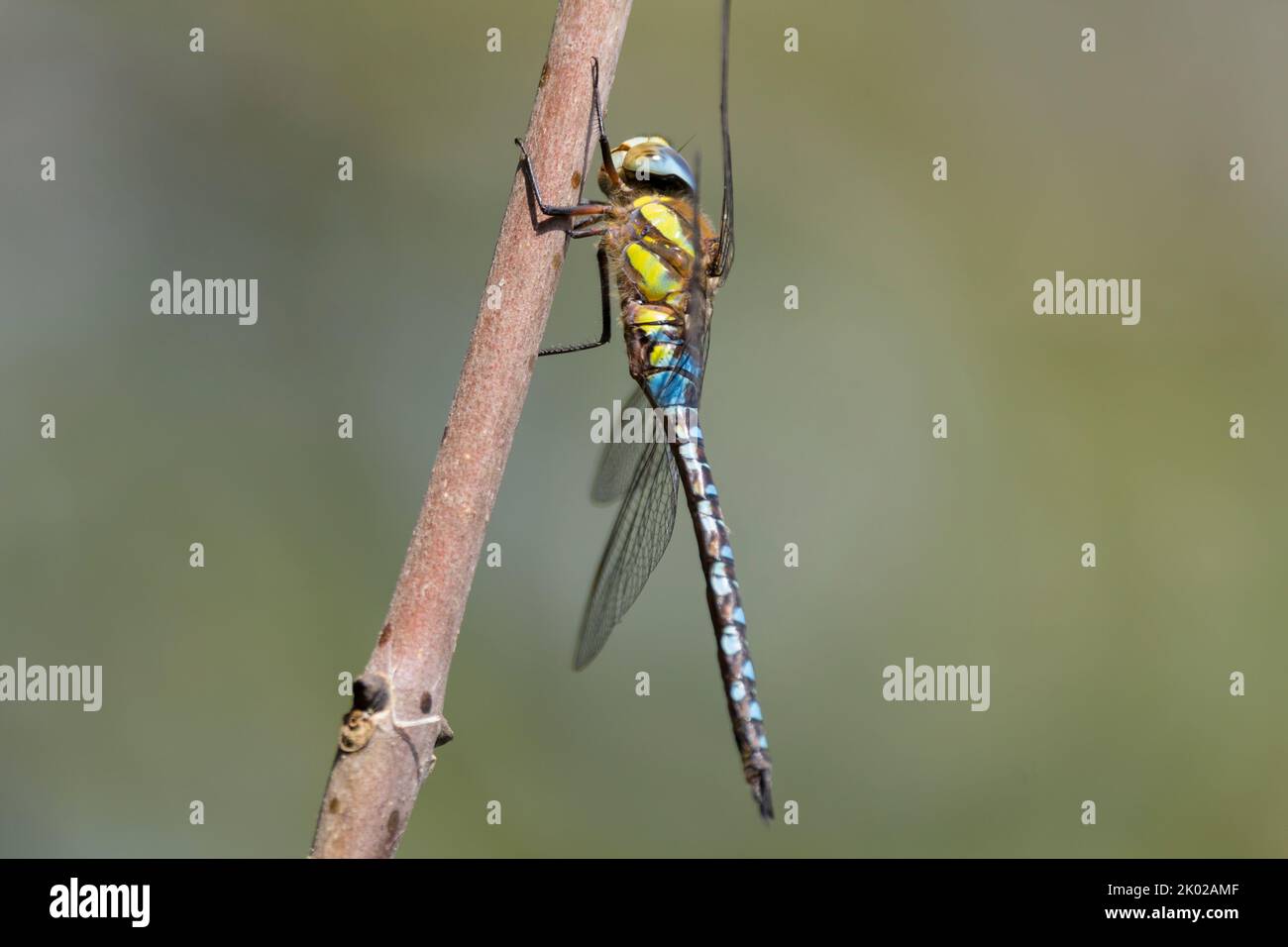 Large dragonfly yellow green and brown striped thorax blue and black bands on long abdomen dark dash marking on dark forewings and blue compound eyes Stock Photo