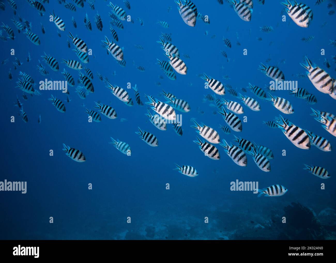 A school of Scissortail sergeant fish (Abudefduf sexfasciatus) black striped body, swimming together in the blue Stock Photo