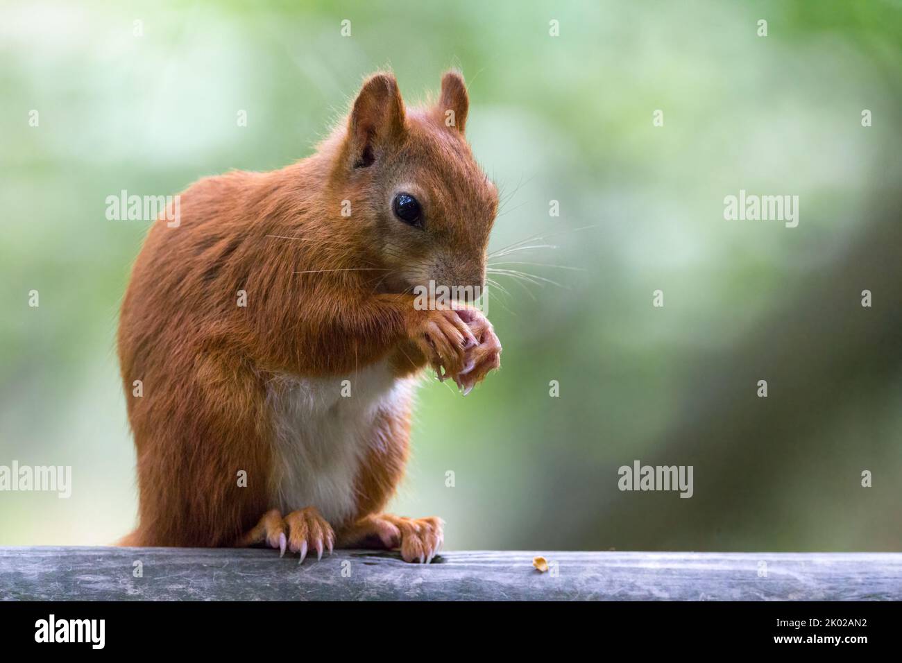 Red squirrel (sciurus vulgaris) bright chestnut fur with orange brown feet and lower leg a large bushy tail and ear tufts that are longer in winter Stock Photo