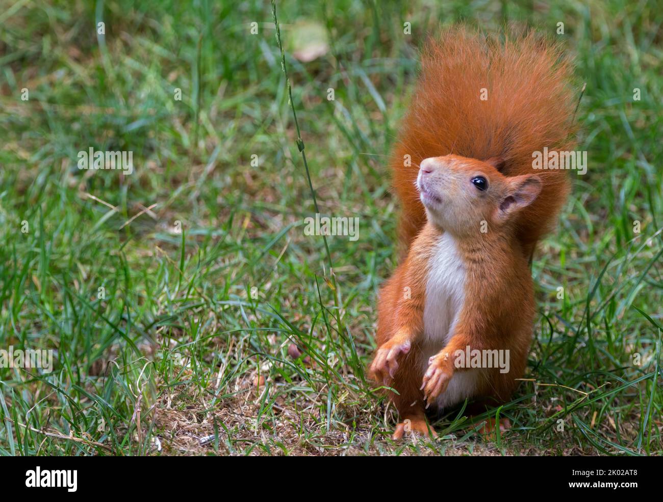 Red squirrel (sciurus vulgaris) bright chestnut fur with orange brown feet and lower leg a large bushy tail and ear tufts that are longer in winter Stock Photo