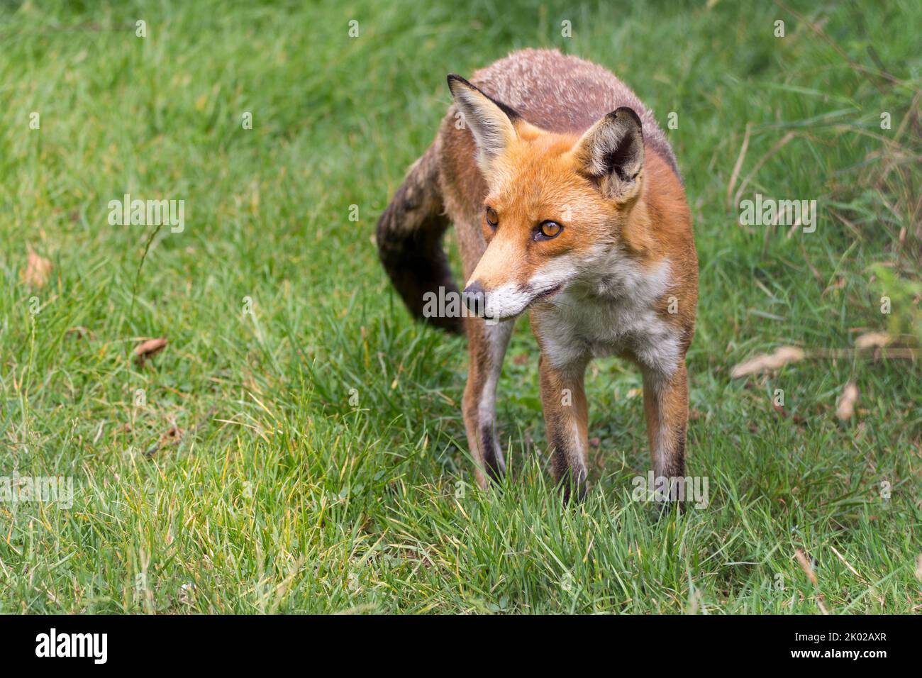 Fox (vulpes vulpes) orange red fur bushy white tiped tail, black lower leg black behind upright ears. Amber eyes white muzzle cheeks and underside Stock Photo