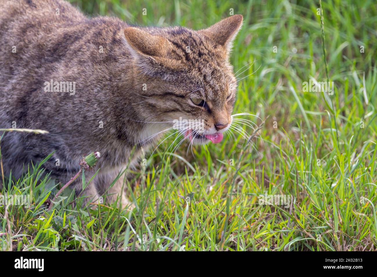 Scottish wild cat (Felis silvestris) captive breeding programme. Large