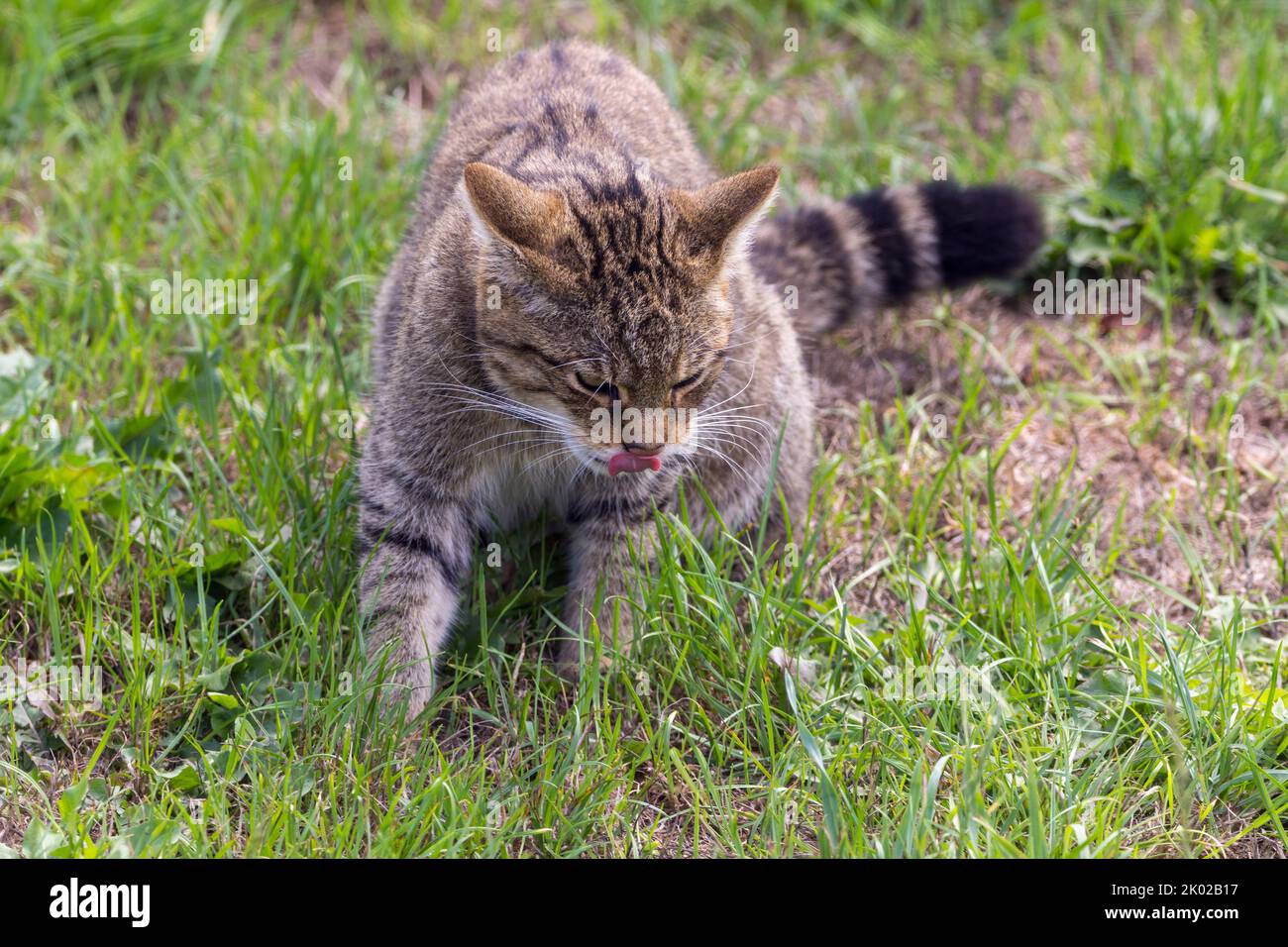 Scottish wild cat (Felis silvestris) captive breeding programme. Large wild tabby looking cat bushy blunt tail black rings and tip dark stripes on fur Stock Photo