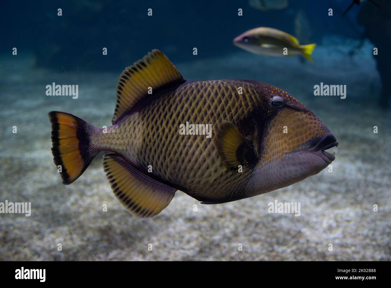 A titan triggerfish in dark aquarium water in Jerusalem, Israel. Stock Photo