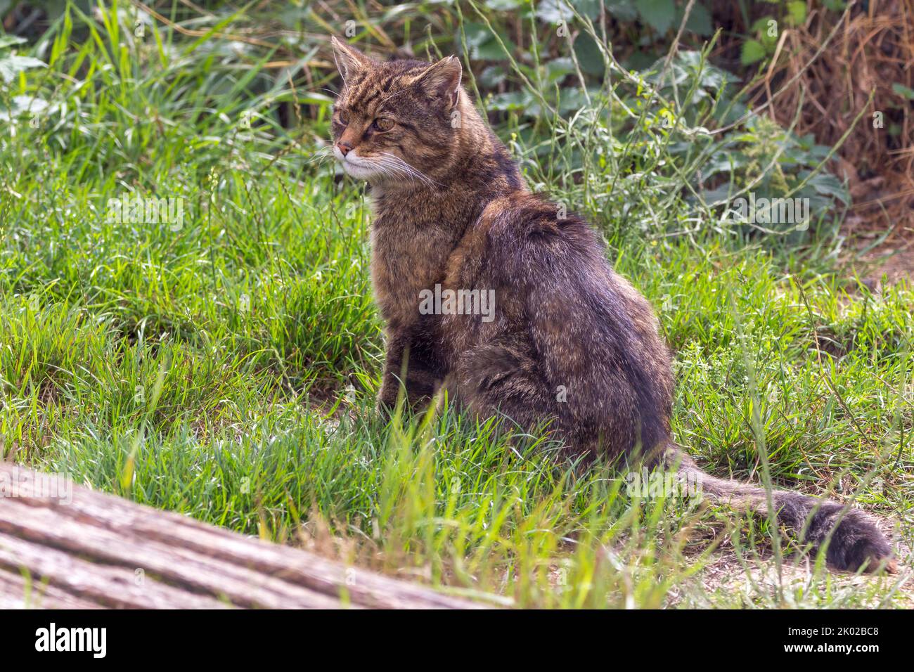 Scottish wild cat (Felis silvestris) captive breeding programme. Large wild tabby looking cat bushy blunt tail black rings and tip dark stripes on fur Stock Photo