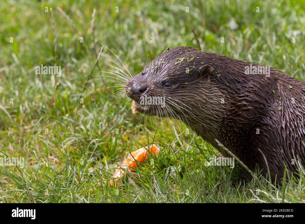 Otter (lutra lutra) captive breeding programme, brown fur paler underside dog like face long slender body long thick tail webbed feet small ears Stock Photo