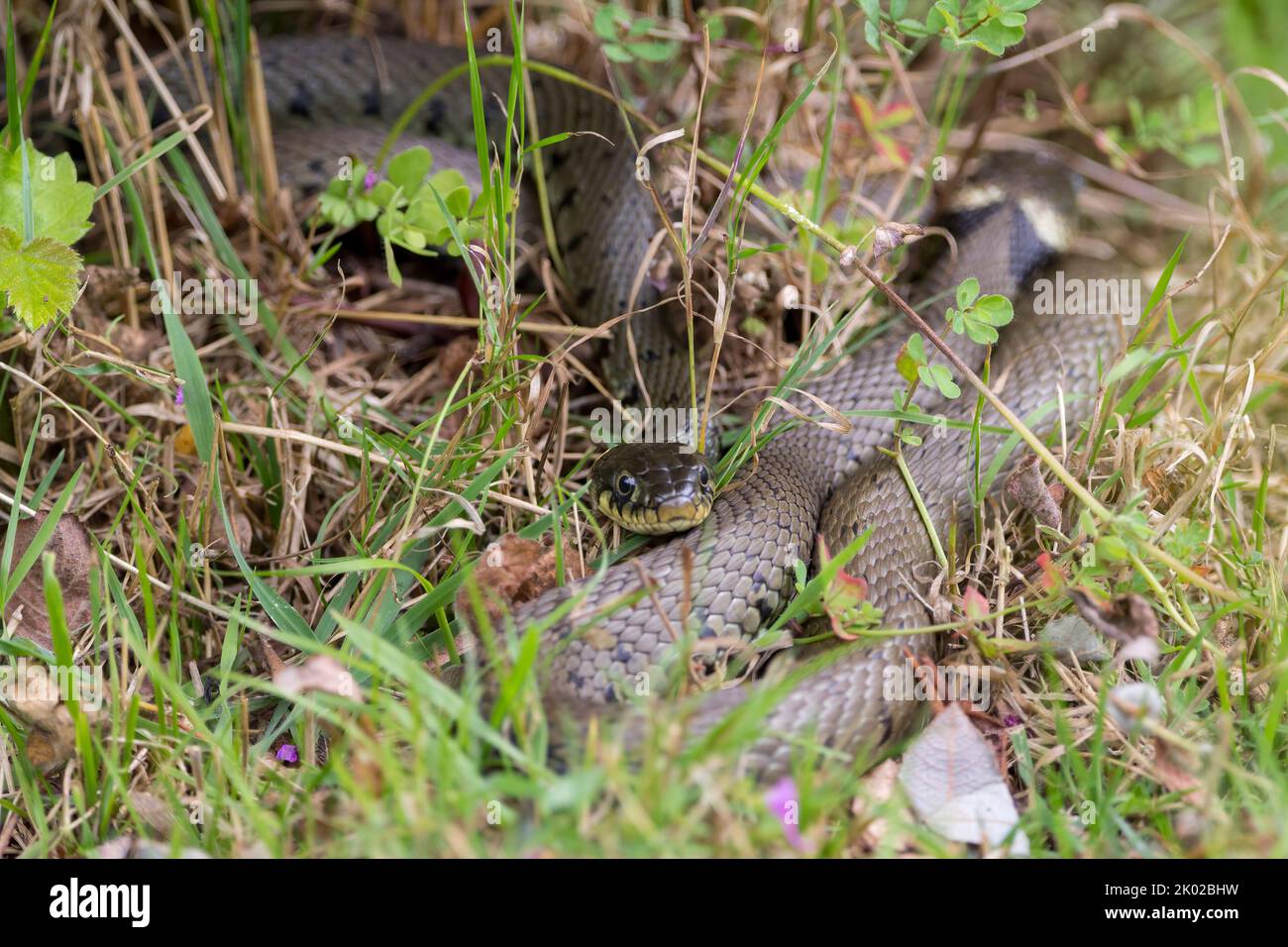 Grass snake (natrix natrix) long greenish body with dark markings along flanks a yellow neck collar and round pupils non venomous british resident Stock Photo
