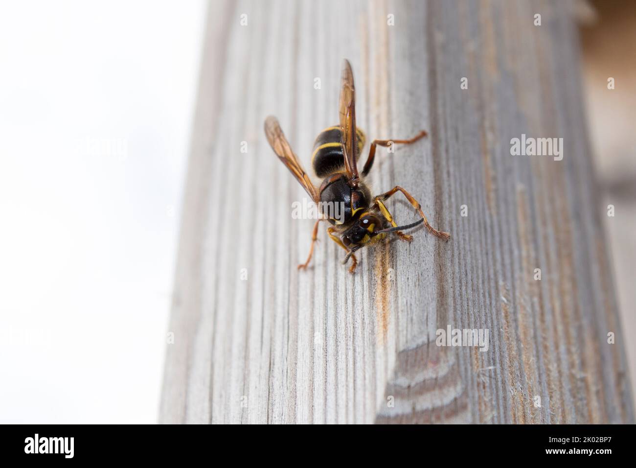 Non sting wasp hires stock photography and images Alamy