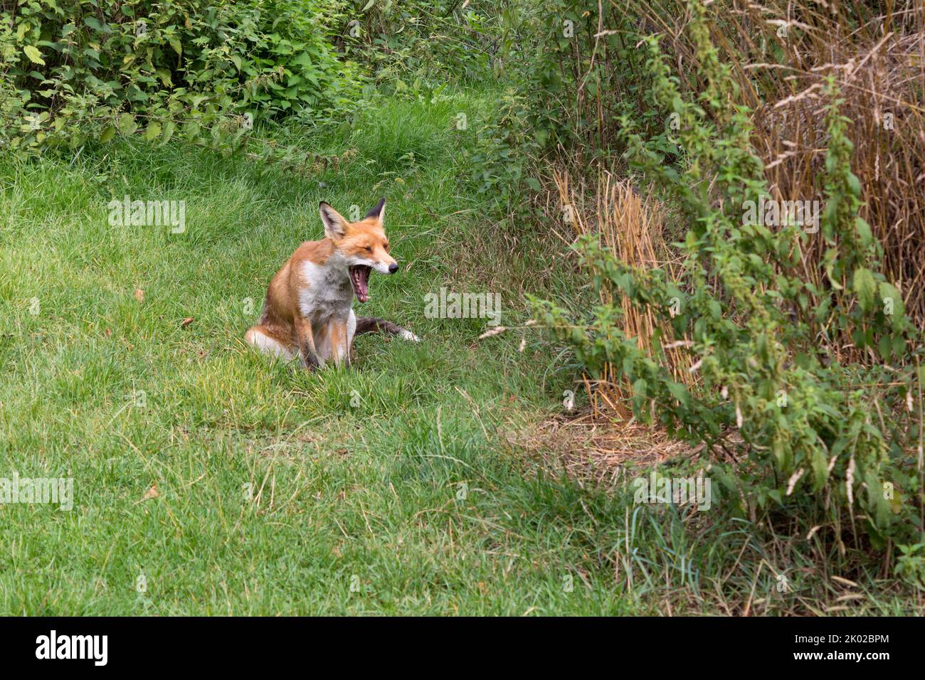 Fox (vulpes vulpes) orange red fur bushy white tiped tail, black lower leg black behind upright ears. Amber eyes white muzzle cheeks and underside Stock Photo