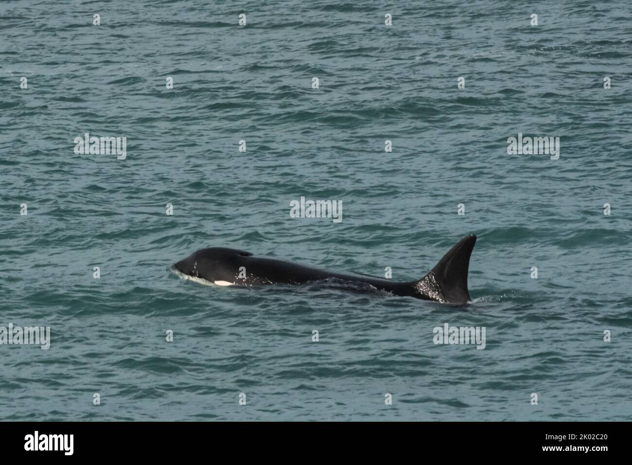 Killer whale hunting sea lions, Peninsula Valdes, Patagonia, Argentina ...