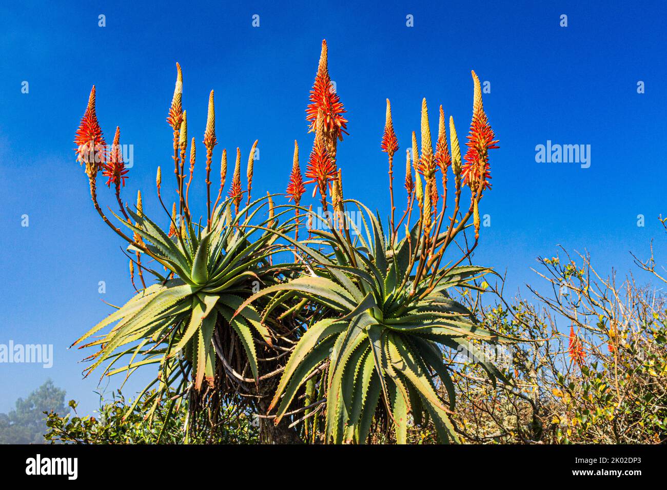 Aloe Vera in flower at Gods Window in the Blyde River Nature Reserve in ...