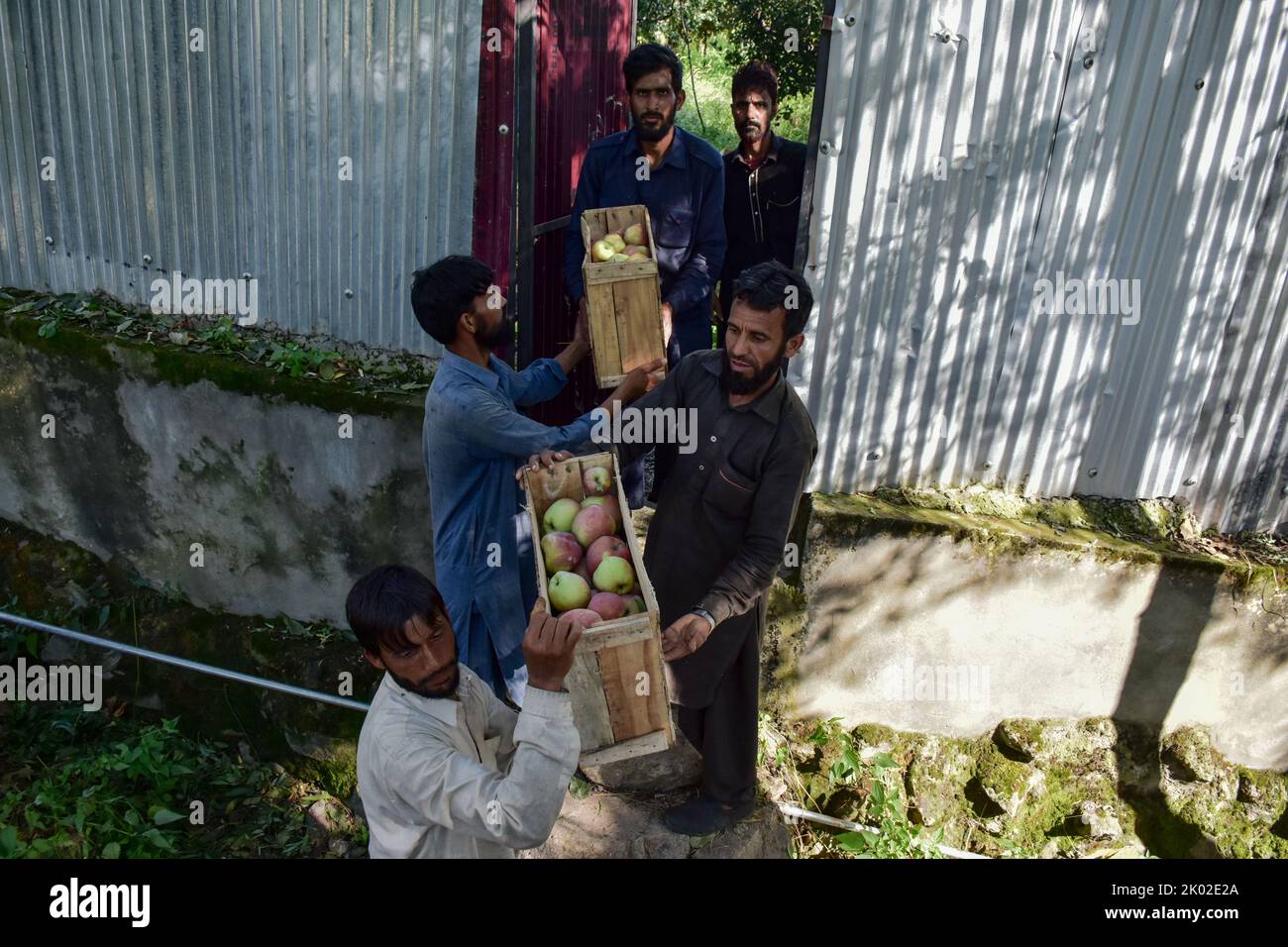 Workers carry boxes full of apples during harvesting season on the outskirts of Srinagar