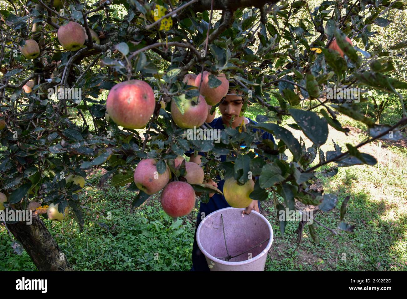 A boy collects fresh apples at an orchard during harvesting season on the outskirts of Srinagar