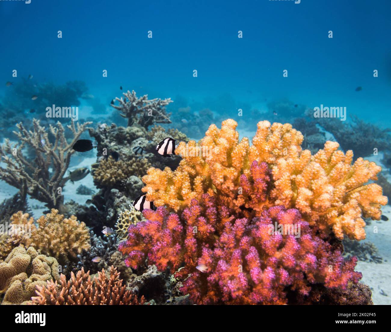 Bright colored brown and lavender Pocillopora coral underwater growing on the reef Stock Photo
