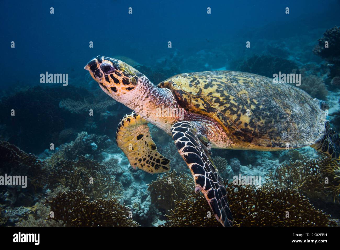 Closeup of a Hawksbill sea turtle underwater on the reef in deep water