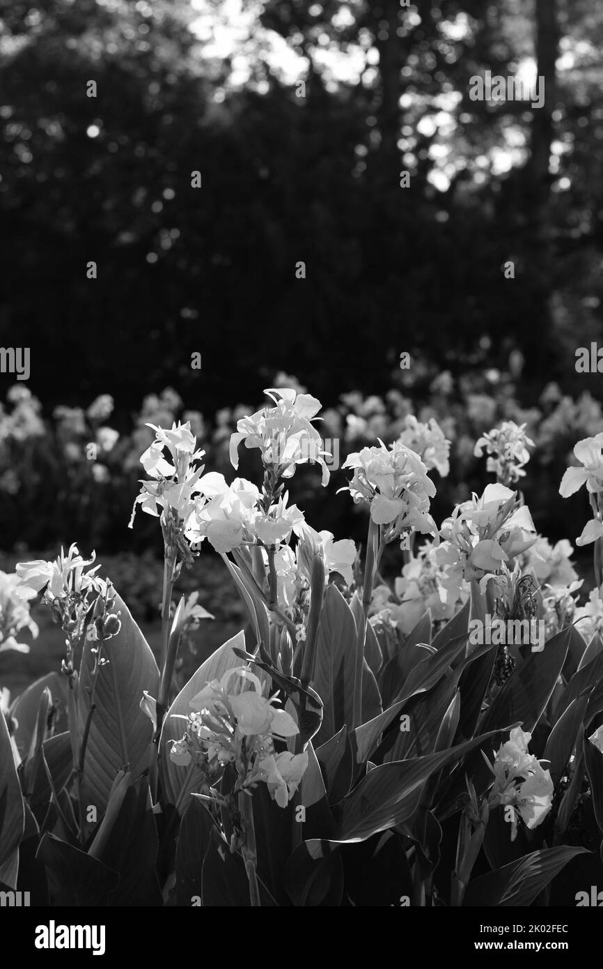 Beautiful summer snapdragons and flowers growing in the flower garden