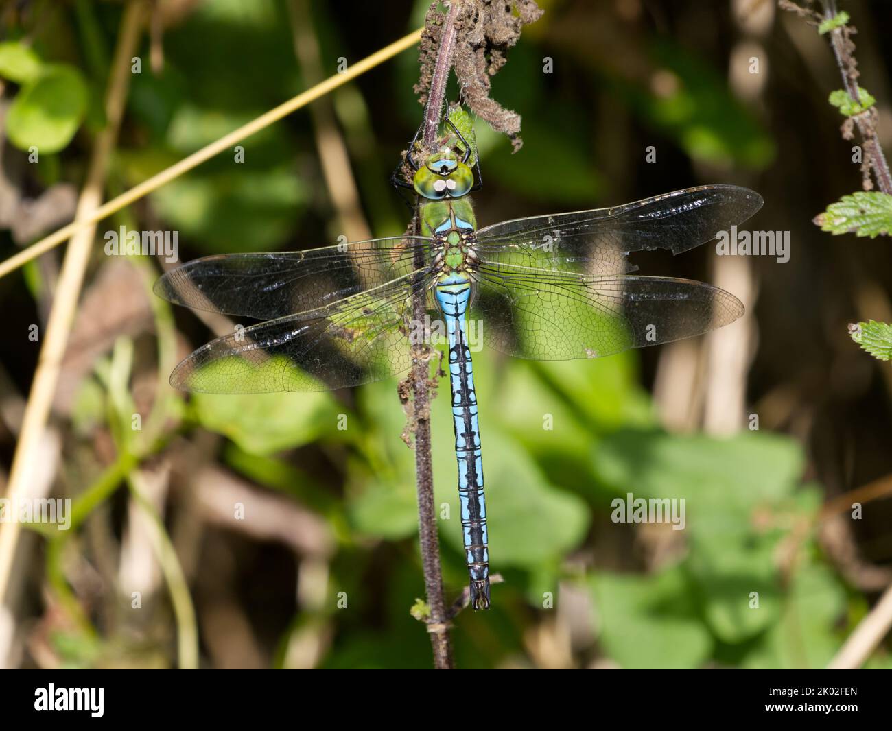 Male Emperor dragonfly (Anax imperator) at rest. Stock Photo