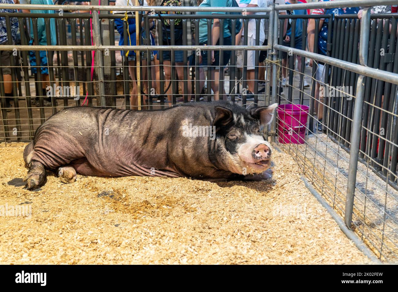 St. Paul, Minnesota - September 3, 2022: Largest Boar pig, a Berkshire, at the Swine Barn at the Minnesota State Fair Stock Photo
