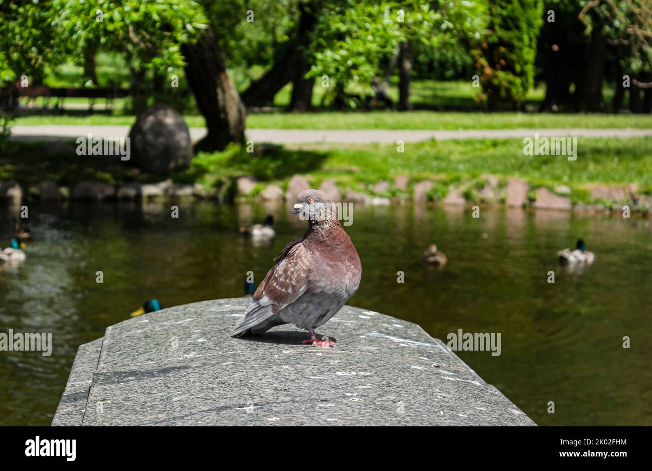 A rock dove against a backdrop of water and greenery, the common pigeon is a member of the bird family Columbidae. Stock Photo